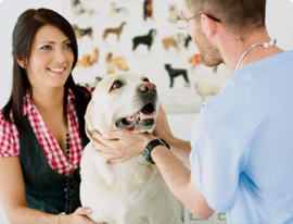 Veterinary Instruments
